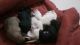 Labrador Retriever Puppies for sale in Deva Ji Vip Plz Rd, Zirakpur, Punjab 140603, India. price: 10000 INR