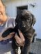 Labrador Retriever Puppies for sale in Poplar Bluff, MO 63901, USA. price: NA