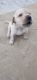 Labrador Retriever Puppies for sale in Hajipur, Bihar, India. price: 15000 INR