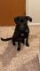 Labrador Retriever Puppies for sale in Sandusky, OH 44870, USA. price: NA