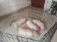 Labrador Retriever Puppies for sale in Amanora Park Town, Hadapsar, Pune, Maharashtra, India. price: NA