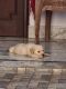 Labrador Retriever Puppies for sale in Sector 168, Noida, Uttar Pradesh, India. price: 12000 INR