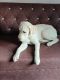 Labrador Retriever Puppies for sale in Dwarka, New Delhi, Delhi, India. price: 5000 INR