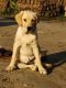 Labrador Retriever Puppies for sale in Motihari, Bihar, India. price: 15000 INR
