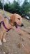 Labrador Retriever Puppies for sale in Electronic City, Bengaluru, Karnataka, India. price: 5000 INR