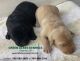 Labrador Retriever Puppies for sale in Covington, IN 47932, USA. price: $500
