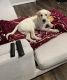 Labrador Retriever Puppies for sale in San Antonio, TX 78256, USA. price: $750