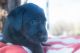 Labrador Retriever Puppies for sale in Leasburg, MO 65535, USA. price: NA
