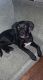 Labrador Retriever Puppies for sale in Fort Dodge, IA 50501, USA. price: $100