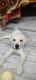 Labrador Retriever Puppies for sale in Chengicherla, Secunderabad, Telangana, India. price: 12000 INR