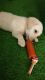 Labrador Retriever Puppies for sale in Pimple Nilakh, Pimpri-Chinchwad, Maharashtra 411027, India. price: 16000 INR