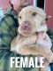 Labrador Retriever Puppies for sale in Adrian, MI 49221, USA. price: $500