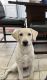 Labrador Retriever Puppies for sale in Miami, FL, USA. price: $800