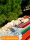 Labrador Retriever Puppies for sale in Avery, TX 75554, USA. price: $1,200