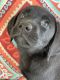 Labrador Retriever Puppies for sale in Spotsylvania County, VA, USA. price: $1,000