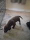 Labrador Retriever Puppies for sale in North East, MD 21901, USA. price: $600