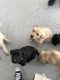 Labrador Retriever Puppies for sale in Salinas, CA, USA. price: NA