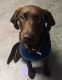 Labrador Retriever Puppies for sale in Melba, ID 83641, USA. price: $1,200