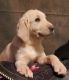 Labrador Retriever Puppies for sale in Anderson, SC, USA. price: $150,000