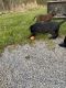 Labrador Retriever Puppies for sale in Athens, TN 37303, USA. price: $325