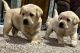Labrador Retriever Puppies for sale in Winchester, OH 45697, USA. price: NA
