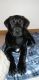 Labrador Retriever Puppies for sale in Spokane Valley, WA, USA. price: $500