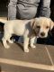 Labrador Retriever Puppies for sale in Lockhart, TX 78644, USA. price: NA