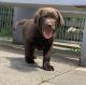 Labrador Retriever Puppies for sale in Dallas, TX, USA. price: NA