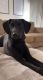 Labrador Retriever Puppies for sale in Costa Mesa, CA 92626, USA. price: $1,300