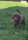 Labrador Retriever Puppies for sale in Oak Ridge, NC, USA. price: NA