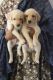 Labrador Retriever Puppies for sale in Thrissur, Kerala, India. price: 8000 INR