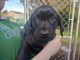 Labrador Retriever Puppies for sale in Vancouver, WA, USA. price: $800