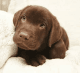 Labrador Retriever Puppies for sale in CA-1, Long Beach, CA, USA. price: $1,200