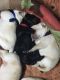 Labrador Retriever Puppies for sale in Borivali, Mumbai, Maharashtra, India. price: 36000 INR