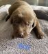 Labrador Retriever Puppies for sale in Greensburg, KY 42743, USA. price: NA