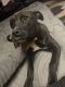 Labrador Retriever Puppies for sale in 28369 7 Oaks Dr, Farmington Hills, MI 48331, USA. price: NA