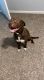 Labrador Retriever Puppies for sale in Decatur, AL, USA. price: NA