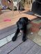 Labrador Retriever Puppies for sale in Baltimore, MD 21229, USA. price: $1,200