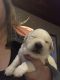 Labrador Retriever Puppies for sale in Cold Spring, NY 10516, USA. price: NA