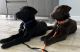 Labrador Retriever Puppies for sale in De Leon Springs, FL, USA. price: $1,200