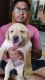 Labrador Retriever Puppies for sale in Bahadurpura, Hyderabad, Telangana 500064, India. price: 28000 INR