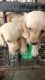 Labrador Retriever Puppies for sale in Hegganahalli, Bengaluru, Karnataka, India. price: 6000 INR