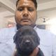 Labrador Retriever Puppies for sale in Noida, Uttar Pradesh, India. price: 999 INR