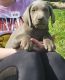 Labrador Retriever Puppies for sale in Greeneville, TN 37743, USA. price: $900