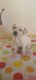 Labrador Retriever Puppies for sale in Pashan - Sus Rd, Sus, Pune, Maharashtra 411021, India. price: 15000 INR