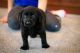 Labrador Retriever Puppies for sale in Galloway, OH 43119, USA. price: NA