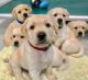 Labrador Retriever Puppies for sale in Des Moines, IA, USA. price: NA