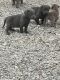 Labrador Retriever Puppies for sale in Sidney, OH 45365, USA. price: $1,000