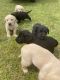 Labrador Retriever Puppies for sale in Mitchell, GA 30820, USA. price: NA