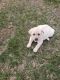 Labrador Retriever Puppies for sale in Plato, MO 65552, USA. price: NA